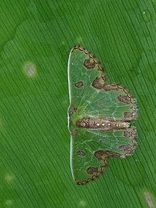 Synchlora gerularia.jpg