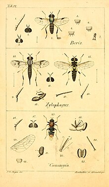 Xylophagus in Meigen Systematische Beschreibung der bekannten europaischen zweiflugeligen Insekten Tome 2 1820 Systematische Beschreibung der bekannten europaischen zweiflugeligen Insekten Tome 2 1820 Tab 12.jpg