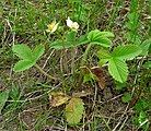 Čeština: Jahodník v přírodní památce Tábor - Zahrádka u vsi Zahrádka, což je část města Tábor, Jihočeský kraj. English: Fragaria in the natural monument Tábor - Zahrádka near the town of Tábor, South Bohemian Region, Czech Republic.