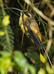 Tawny-bellied hermit in the Bellavista Cloud Forest Reserve, Ecuador TAN 9895 Rev 1 - Tawny-Bellied Hermit.jpg