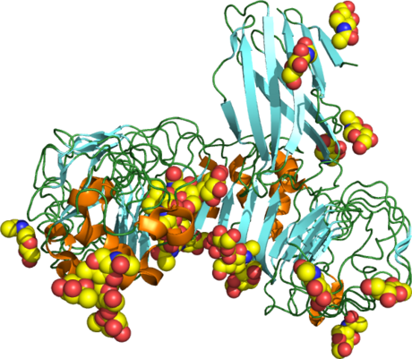 Toll-like receptor 4