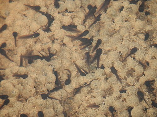 Tadpoles