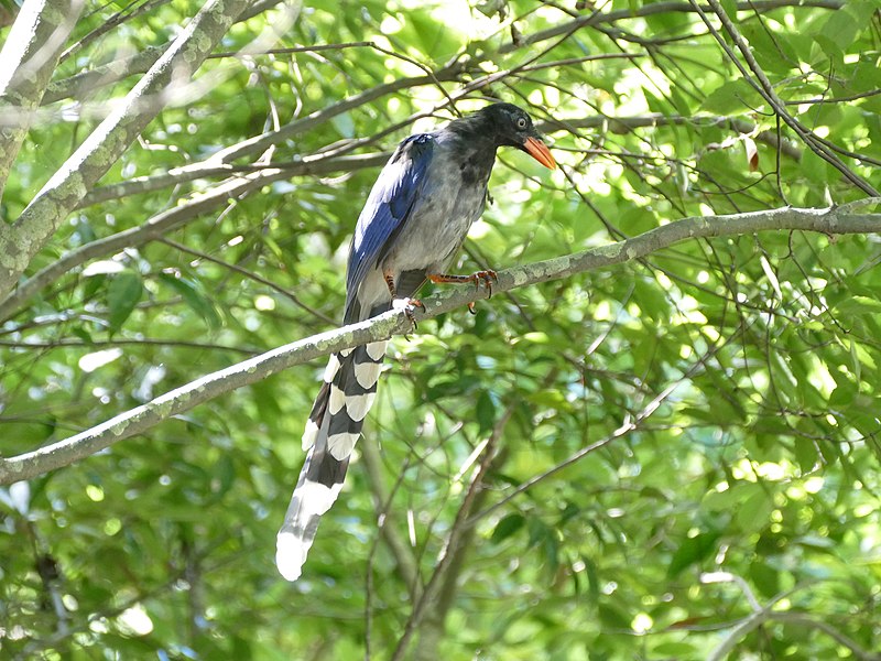 File:Taiwan Blue Magpie juvenile.jpg