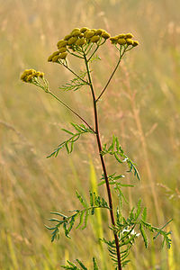 Tanacetum vulgare - harilik soolikarohi Keilas2.jpg