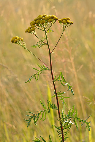 <span class="mw-page-title-main">Tansy</span> Species of plant