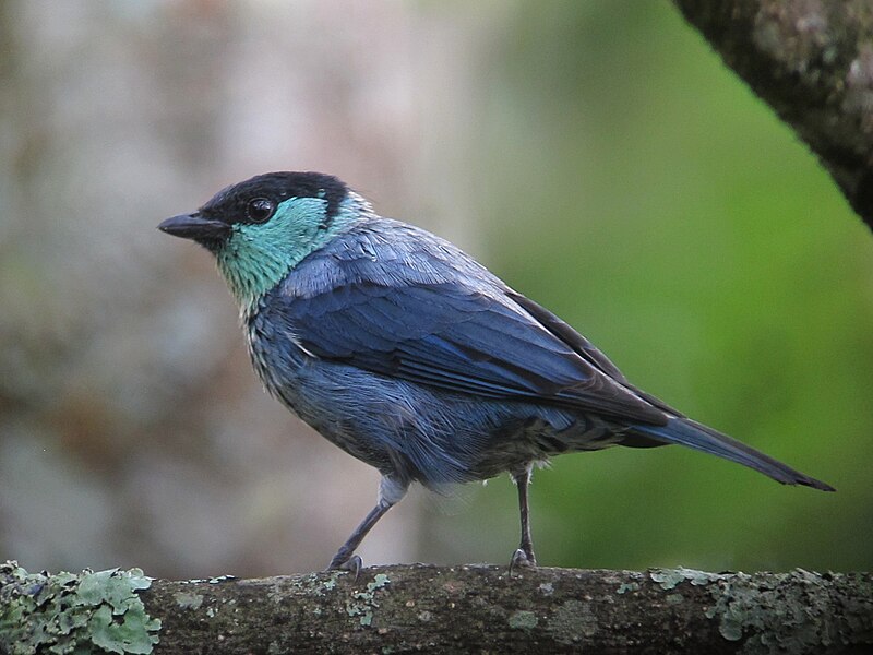 File:Tangara heinei Tángara capirotada Black-capped Tanager (male) (10937083674).jpg