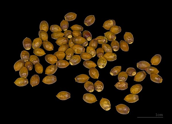 Seeds of Taxus baccata