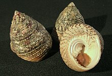 Tectus virgatus 001.jpg