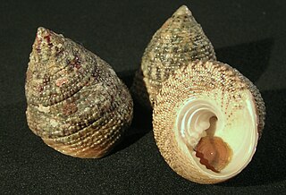 <i>Tectus virgatus</i> Species of gastropod