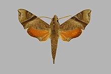 Temnora nitida, male, upperside. Madagascar, Diego Suarez.jpg