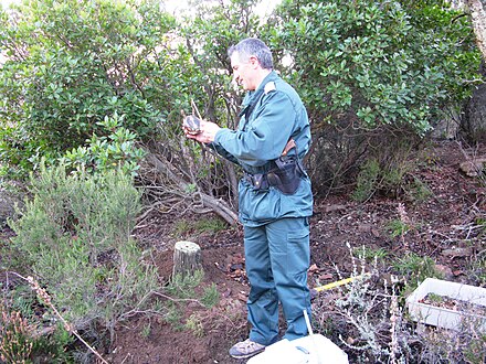 Captain of the National Forests Office measuring a seized tortoise before releasing it into nature in 2008.