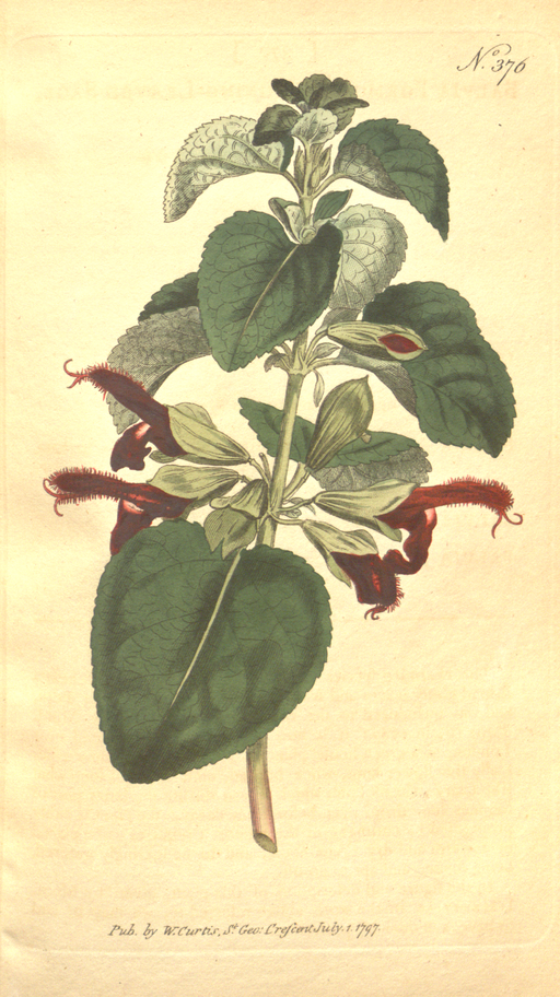 The Botanical Magazine, Plate 376 (Volume 11, 1797)