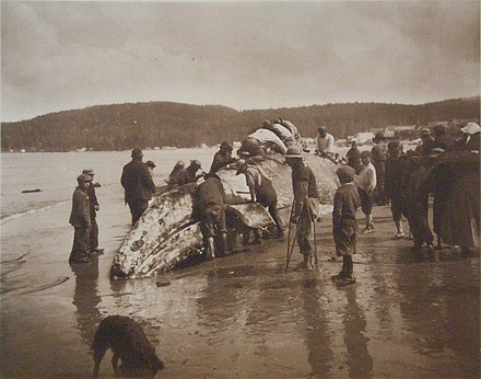Makah Native Americans and a whale, The King of the Seas in the Hands of the Makahs, 1910 photograph by Asahel Curtis