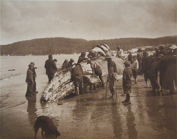 Makah whalers, c. 1910