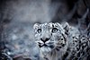 The Snow Leopard.jpg