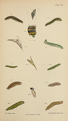 Figs.3 larva after 4th moult 3a adult larva 3b pupa The larvae of the British butterflies and moths BHL41107785.jpg