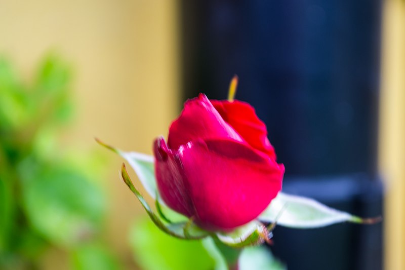 File:The rose today (9317300955).jpg