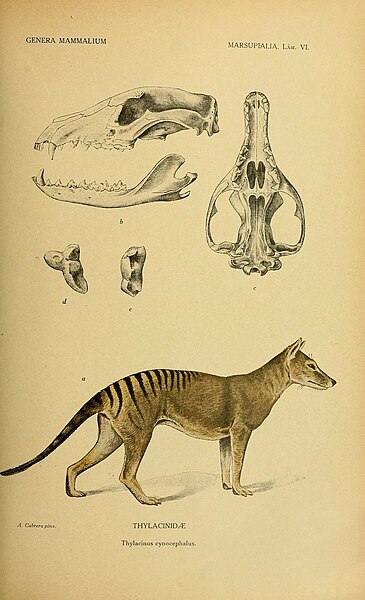 File:Thylacinus cynocephalus, AKA Tasmanian tiger.jpg