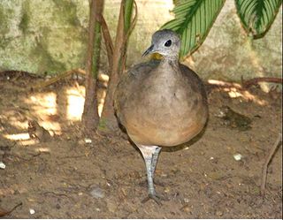 <span class="mw-page-title-main">White-throated tinamou</span> Species of bird