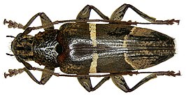 Tmesisternus divisus