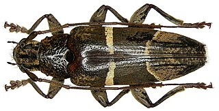 Tmesisternus divisus