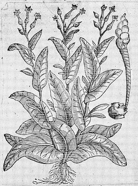 Berkas:Tobacco plant (detail) from Lobel and Pena, Stirpium...1570 Wellcome M0011077.jpg