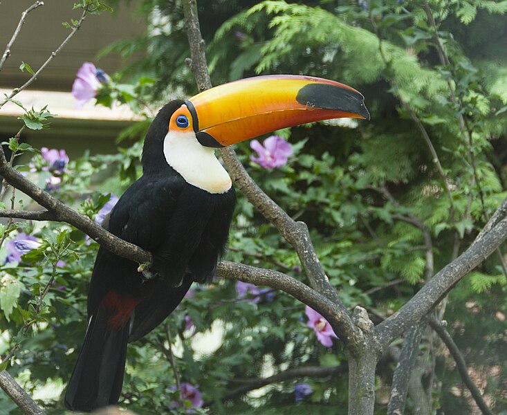 Toco toucan au zoo de Londres - Photo de jon hanson