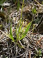 Tofieldia calyculata leaf