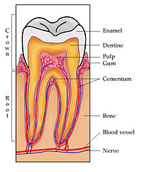 ToothSection.jpg