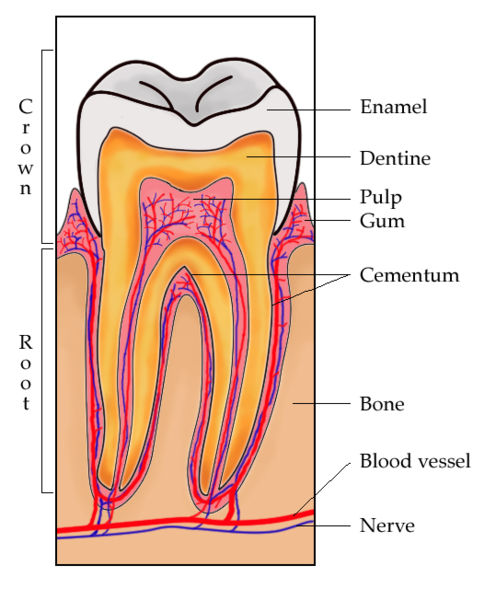 File:ToothSection.jpg
