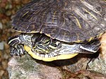 Trachemys scripta Trachemys scripta.jpg