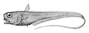 Trachonurus sulcatus.jpg