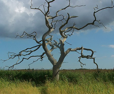 Tree at Snape Maltings