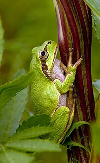 Hyla japonica (Japanese Tree Frog)