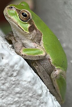 Tree frog2.jpg