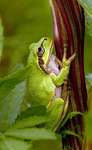 <span class="mw-page-title-main">Japanese tree frog</span> Amphibian species from East Asia