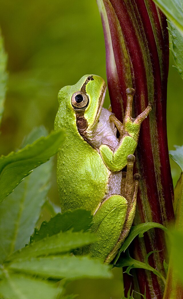 https://upload.wikimedia.org/wikipedia/commons/thumb/d/d6/Tree_frog2.jpg/640px-Tree_frog2.jpg