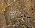 * Nomination Tree pangolin (Phataginus tricuspis) --Charlesjsharp 07:32, 28 June 2024 (UTC) * Promotion  Support Good quality. --RockyMasum 13:13, 28 June 2024 (UTC)