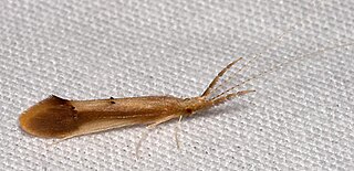 <i>Triaenodes</i> Genus of caddisflies