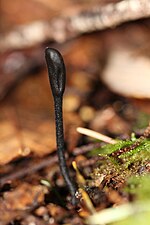 Vignette pour Trichoglossum hirsutum