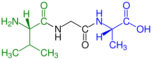 A tripeptide (example Val-Gly-Ala) with
green marked amino end (L-Valine) and
blue marked carboxyl end (L-Alanine) Tripeptide Val-Gly-Ala Formula V1.svg