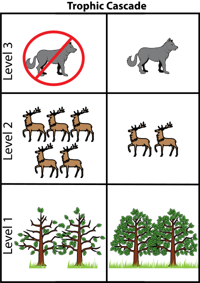 This diagram illustrates trophic cascade caused by removal of the top predator. When the top predator is removed the population of deer is able to grow unchecked and this causes over-consumption of the primary producers.