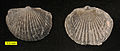 Tropidoleptus carinatus, an orthid brachiopod from the Middle Devonian of Ohio.