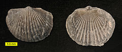 Tropidoleptus carinatus, an orthid brachiopod from the Middle Devonian of New York