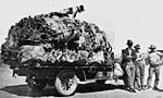 Thumbnail for File:Truck load of koala skins in the Clermont area, ca 1927.jpg