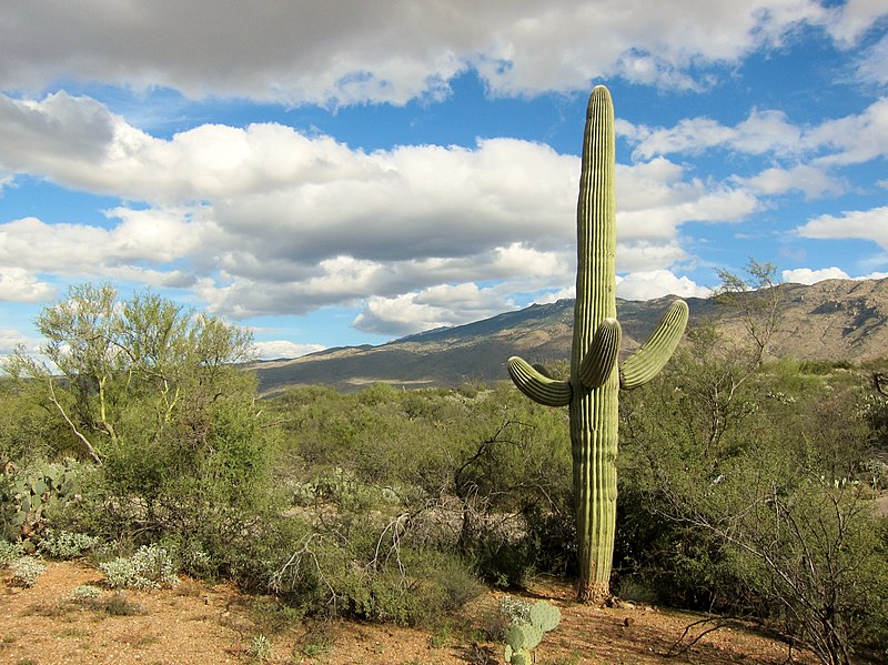 File:Tucson, AZ, USA - panoramio (5).jpg