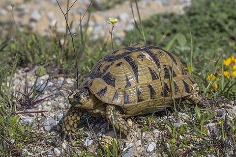 Tunisian tortoise (Testudo graeca nabeulensis) male in Tunisia