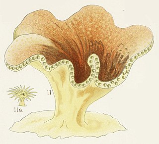 <i>Turbinaria patula</i> Species of coral