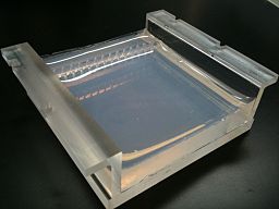 Two percent Agarose Gel in Borate Buffer cast in a Gel Tray (Front, angled)