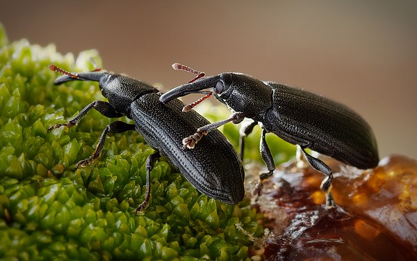 Two weevils of the species Paratranes zimmermani on a Xanthorrhoea flower spike Photograph: User:Wugfinder